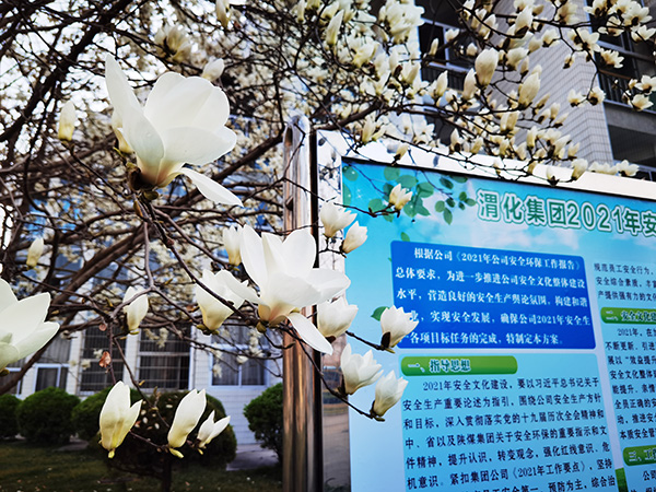 1615952389512593.jpeg 渭化美景——玉蘭花.jpg