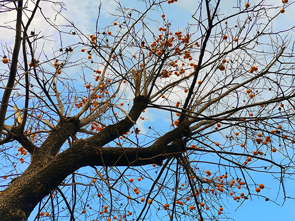 1638347600780507.jpeg fe52b483e4748aa91c139963eb40dce.jpg