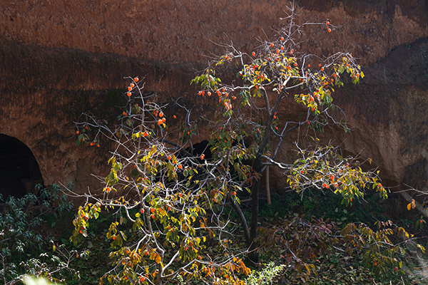 291761734572204342.jpg 4E8A7333 副圖.jpg